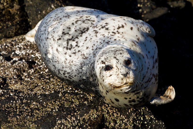 Harbor Seal